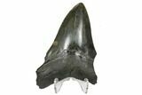 Bargain, Fossil Megalodon Tooth - South Carolina #172260-2